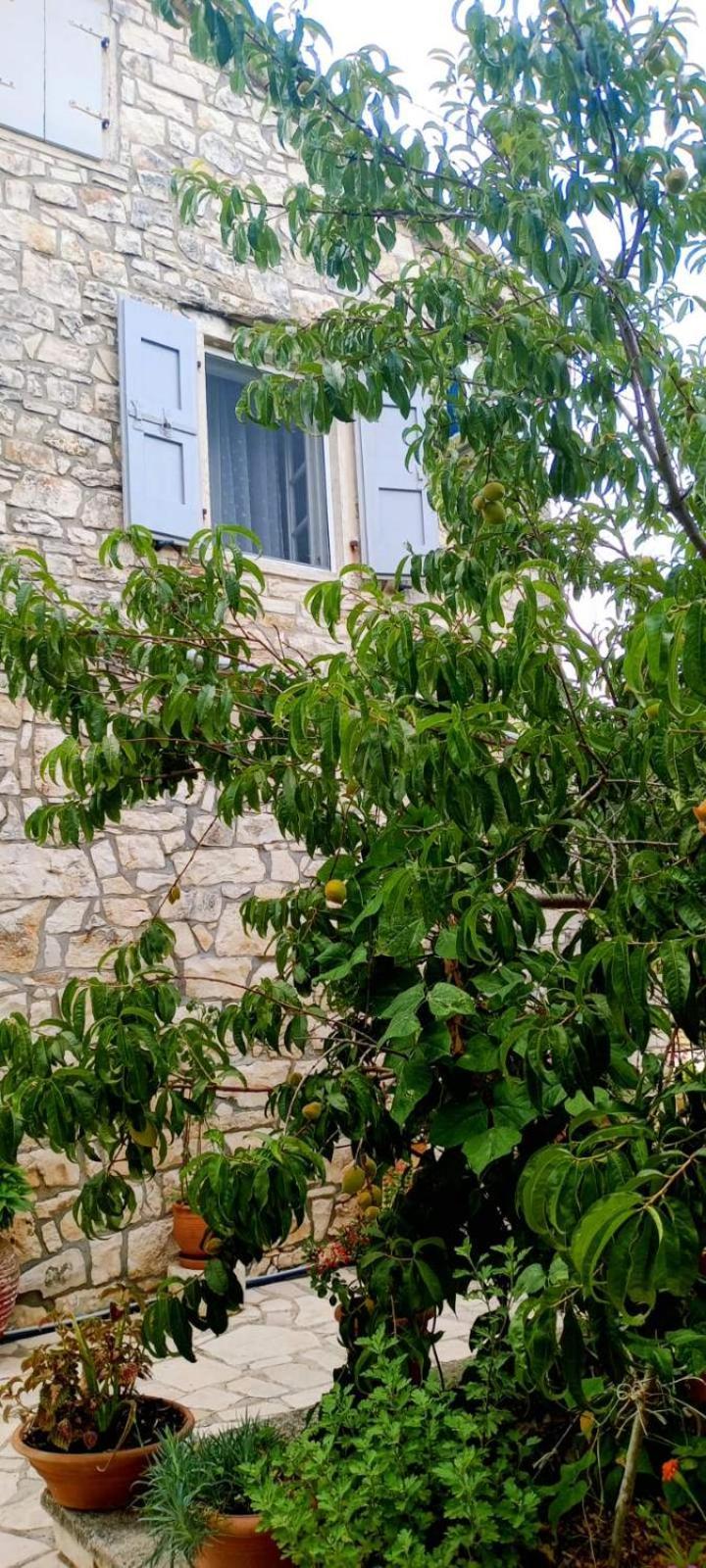 Villa Makris Zenempisatika Dış mekan fotoğraf